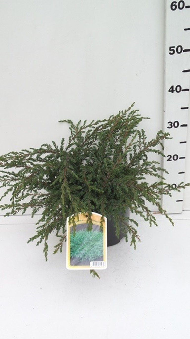 Juniperus comm. 'Repanda' - C3 30-40 CM